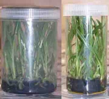 Orchid Cloning – Flora Laboratories