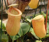 NEPENTHES