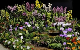 St Ives Orchid Fair